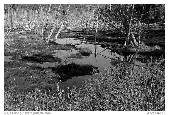 Tree skeletons and swamp, Isle Au Haut. Acadia National Park, Maine, USA.