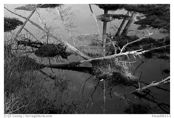 Swamp reflections, Isle Au Haut. Acadia National Park (black and white)
