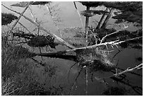 Swamp reflections, Isle Au Haut. Acadia National Park, Maine, USA. (black and white)