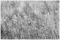 Goldenrods (Solidago) close-up. Acadia National Park, Maine, USA. (black and white)