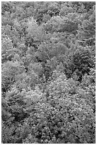 Deciduous tree canopy. Acadia National Park, Maine, USA. (black and white)
