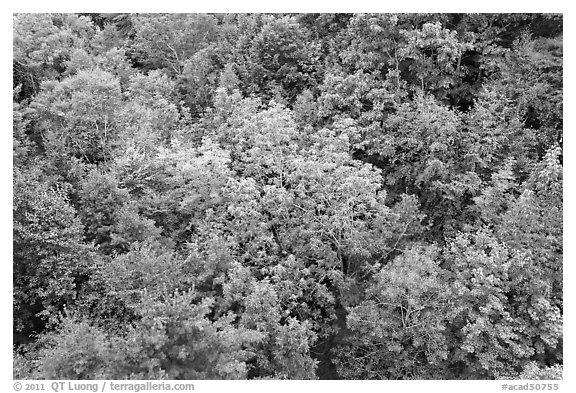 Tree canopy in summer. Acadia National Park, Maine, USA.