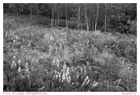 Meadow bordered by trees, with summer flowers. Acadia National Park, Maine, USA.