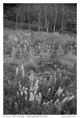 Goldenrods and birches. Acadia National Park (black and white)