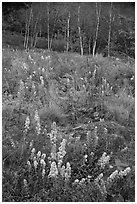 Goldenrods and birches. Acadia National Park ( black and white)