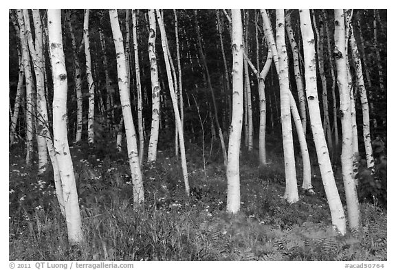 Birch tree trunks in summer. Acadia National Park, Maine, USA.