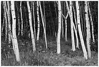 Birch tree trunks in summer. Acadia National Park ( black and white)