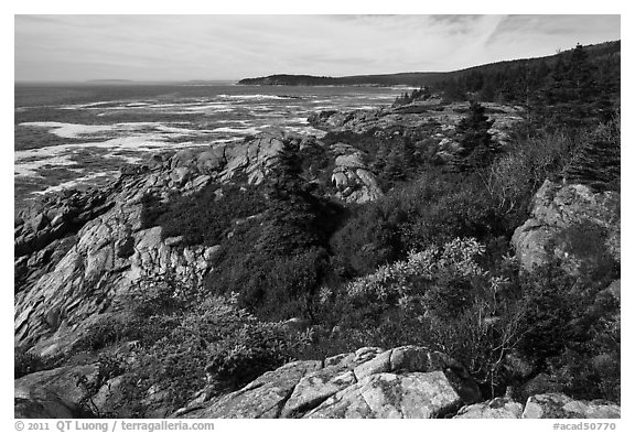 Berry foliage on jagged coast. Acadia National Park (black and white)