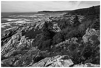 Berry foliage on jagged coast. Acadia National Park, Maine, USA. (black and white)