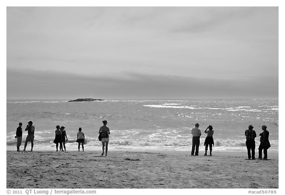 People standing on Sand Beach. Acadia National Park (black and white)