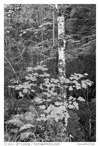 Vine maple and birch tree, and cliff in summer. Acadia National Park (black and white)