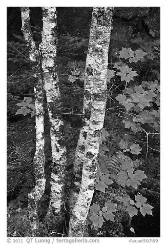 Maple leaves and birch trunks in summer. Acadia National Park, Maine, USA.