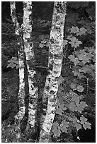 Maple leaves and birch trunks in summer. Acadia National Park, Maine, USA. (black and white)