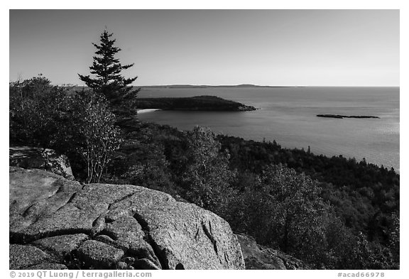 Outcrop, Sand Beach and trees from Gorham Mountain. Acadia National Park (black and white)
