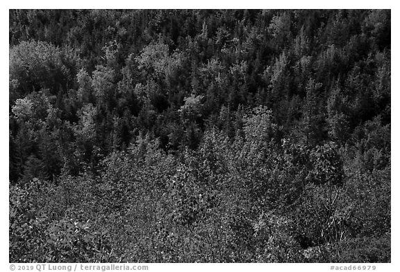 Shrubs and trees on hillside, early fall. Acadia National Park (black and white)