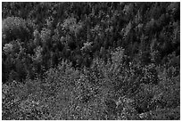 Shrubs and trees on hillside, early fall. Acadia National Park ( black and white)