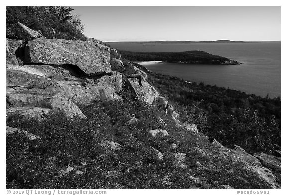 Shrubs and flowers on ledge overlooking coast. Acadia National Park (black and white)