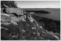 Shrubs and flowers on ledge overlooking coast. Acadia National Park ( black and white)