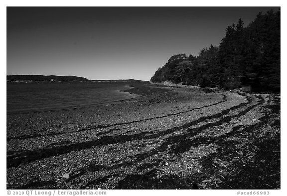 Beach around Bar Harbor Island at low tide. Acadia National Park (black and white)