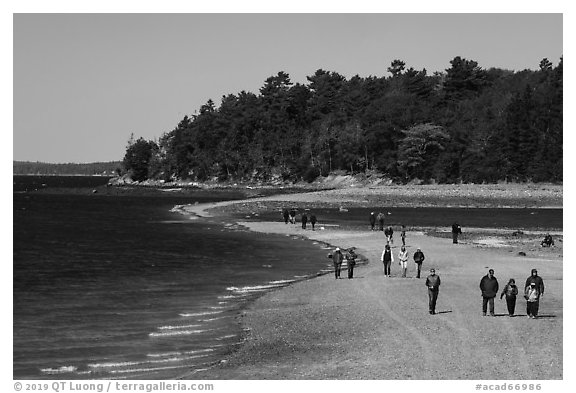 Tourists walking back from Bar Harbor Island with tide rising. Acadia National Park (black and white)