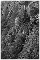 Cliffs below Champlain Mountain. Acadia National Park ( black and white)