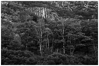 Tress and Champlain Mountains cliffs. Acadia National Park ( black and white)
