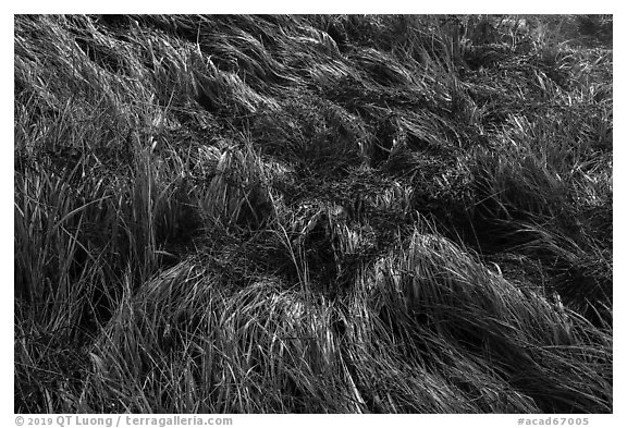 Close-up of grasses. Acadia National Park (black and white)