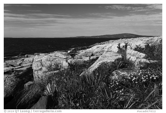 Wildflowers, Schoodic Point. Acadia National Park (black and white)