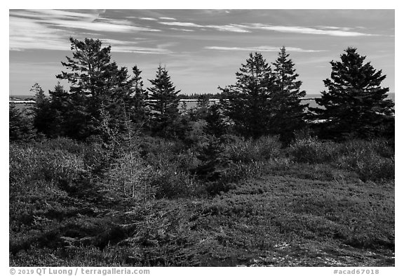 Autumn colors, Little Moose Island, Schoodic Peninsula. Acadia National Park (black and white)