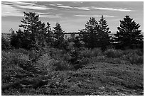 Autumn colors, Little Moose Island, Schoodic Peninsula. Acadia National Park ( black and white)