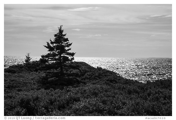 Autumn colors and shimmering sea, Little Moose Island. Acadia National Park (black and white)