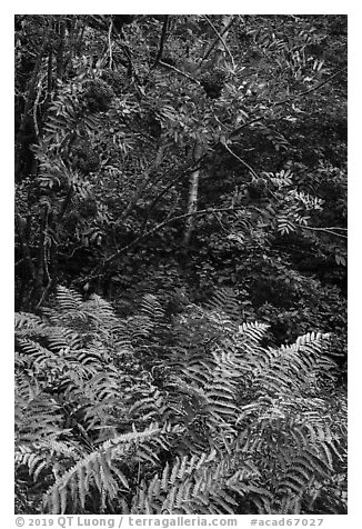 Ferns and tree with berries. Acadia National Park (black and white)