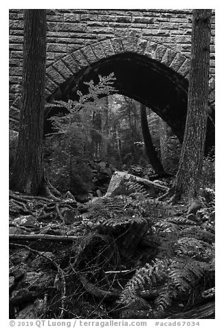 Ferns and Hemlock Bridge. Acadia National Park (black and white)
