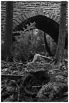 Ferns and Hemlock Bridge. Acadia National Park ( black and white)