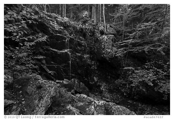 Hadlock Falls in autumn. Acadia National Park (black and white)