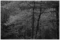 Hardwood trees in autumn foliage. Acadia National Park ( black and white)