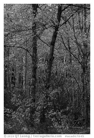 Trees in bright autumn foliage. Acadia National Park (black and white)