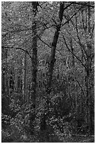 Trees in bright autumn foliage. Acadia National Park ( black and white)