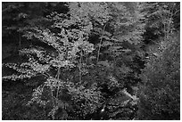Trees in autumn foliage and Duck Brook from above. Acadia National Park ( black and white)