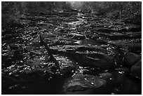 Duck Brook in autumn. Acadia National Park ( black and white)