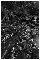 Duck Brook with fallen leaves. Acadia National Park ( black and white)