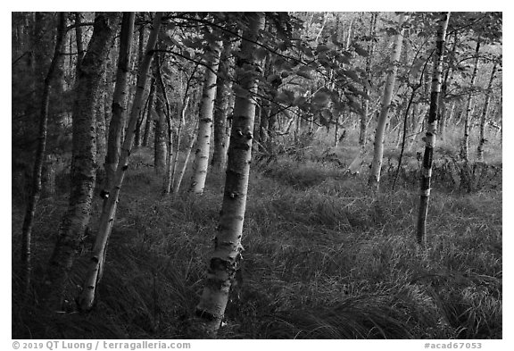 Birch trees, Jesup Path. Acadia National Park (black and white)