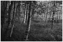 Birch trees, Jesup Path. Acadia National Park ( black and white)