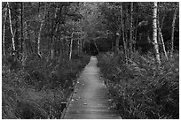 Boardwalk, Jesup Path. Acadia National Park ( black and white)