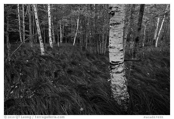 Grasses and birch trees, Sieur de Monts. Acadia National Park (black and white)