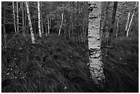 Grasses and birch trees, Sieur de Monts. Acadia National Park ( black and white)