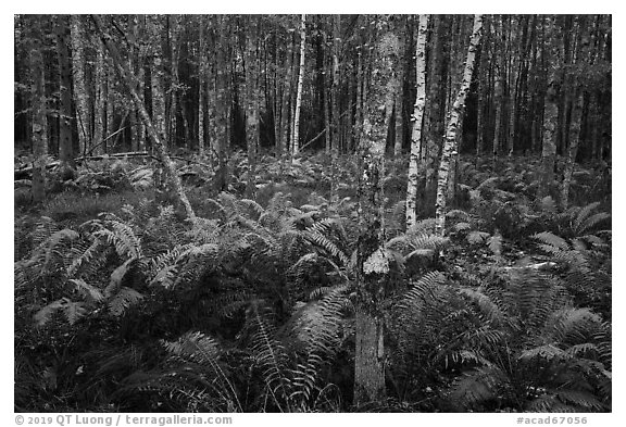 Ferns and trees, Sieur de Monts. Acadia National Park (black and white)