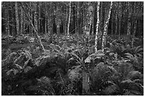 Ferns and trees, Sieur de Monts. Acadia National Park ( black and white)