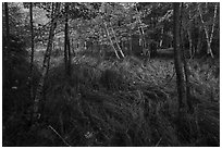 Grasses and trees, Jesup Path. Acadia National Park ( black and white)
