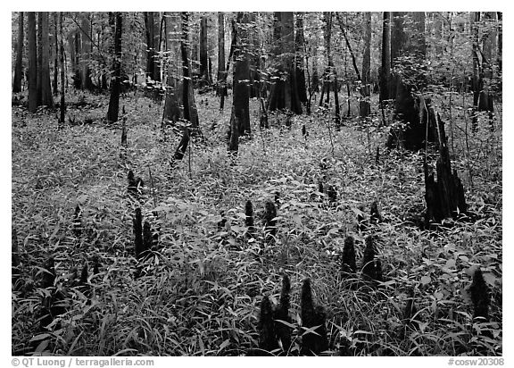 Dry swamp with cypress knees in summer. Congaree National Park (black and white)